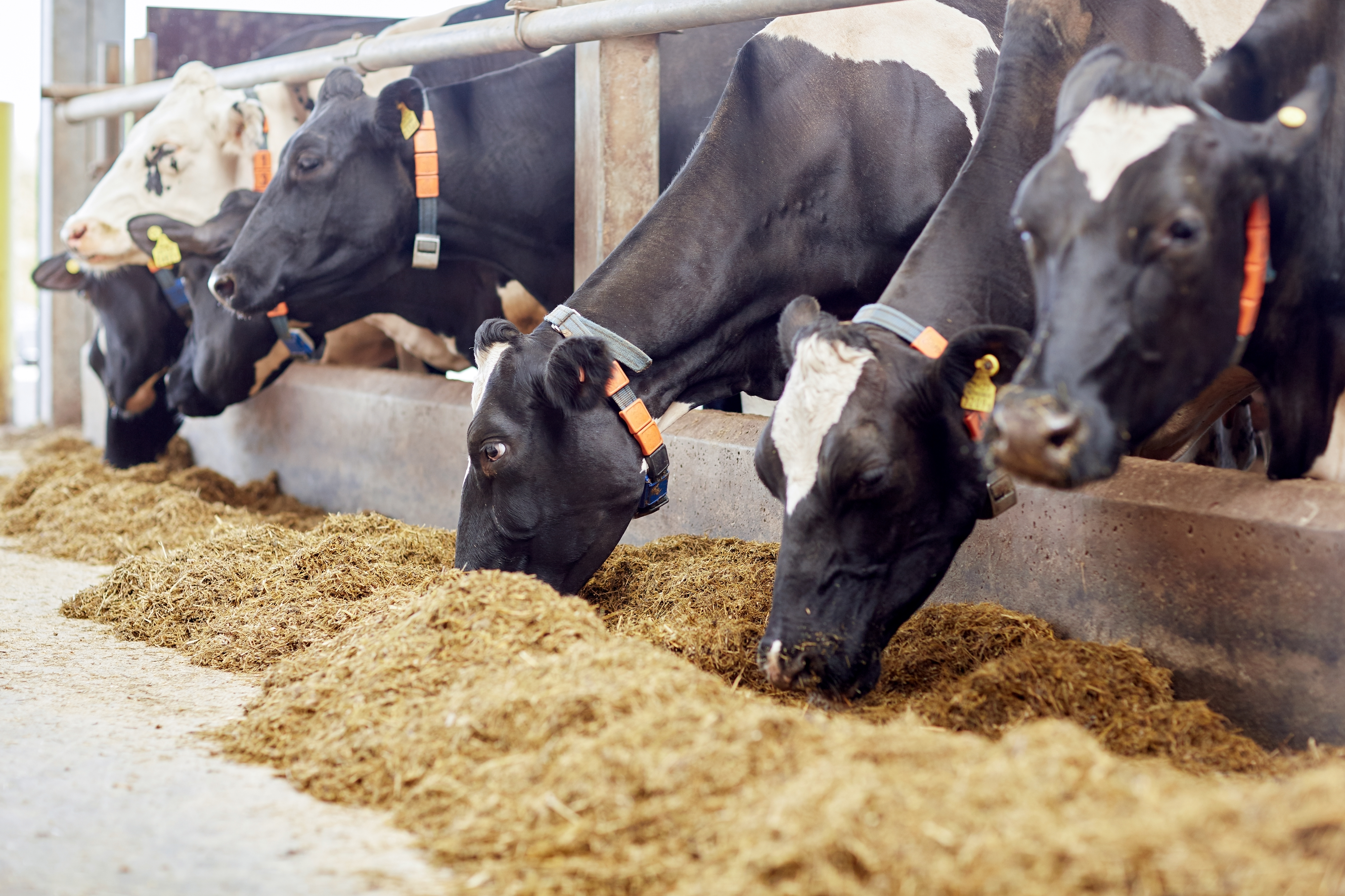 Livestock
